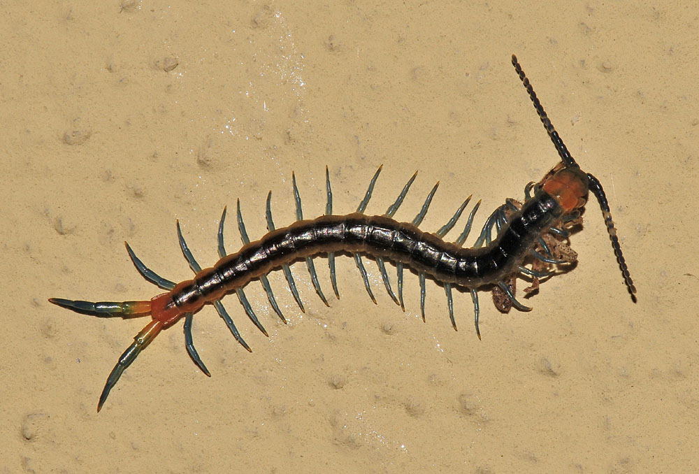 Scolopendra?